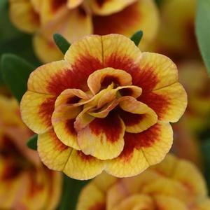 Calibrachoa MiniFamous 'Neo Double Orange Tastic' Calibrachoa from Moose Crossing Garden Center
