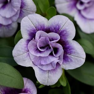 Calibrachoa MiniFamous 'Neo Double Plum Tastic' Calibrachoa from Moose Crossing Garden Center