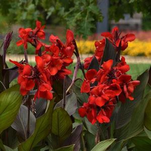 Canna Cannova 'Bronze Scarlet' Canna Lily from Moose Crossing Garden Center