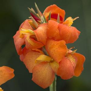 Canna Cannova 'Orange Shades' Canna Lily from Moose Crossing Garden Center