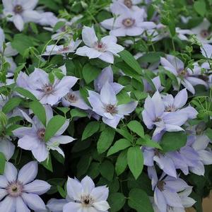 Clematis 'Bernadine' Clematis from Moose Crossing Garden Center