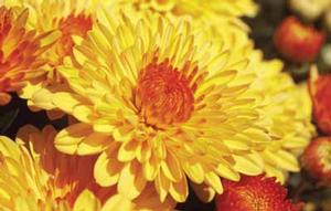 Chrysanthemum Garden Mum 'Cheryl Golden' Garden Mum from Moose Crossing Garden Center