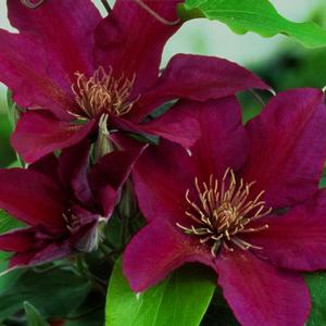 Clematis 'Picardy' Clematis from Moose Crossing Garden Center