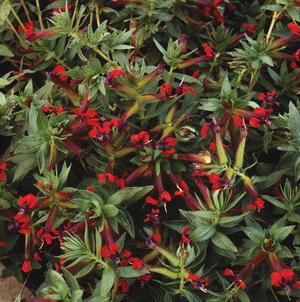 Cuphea Purpurea 'Firecracker' Cuphea from Moose Crossing Garden Center