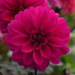 Dahlia hybrid 'City Lights Neon' Dahlia from Moose Crossing Garden Center