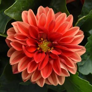 Dahlia Dahlietta 'Anna' Dahlia from Moose Crossing Garden Center