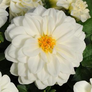 Dahlia Dahlietta 'Blanca' Dahlia from Moose Crossing Garden Center
