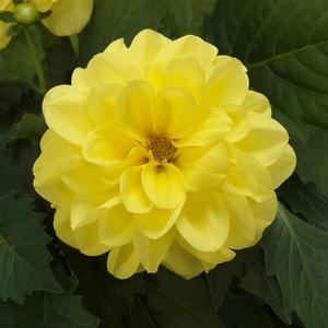 Dahlia Dahlietta 'Julia' Dahlia from Moose Crossing Garden Center