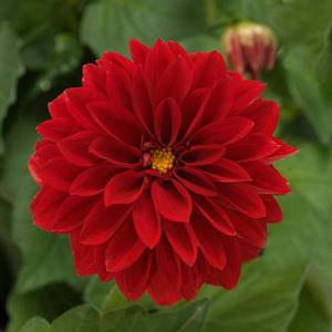 Dahlia Dahlietta 'Tessy' Dahlia from Moose Crossing Garden Center
