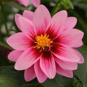 Dahlia hybrid 'Dalaya Pink Rose Eye' Dahlia from Moose Crossing Garden Center