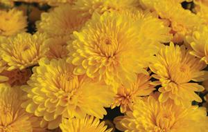 Chrysanthemum Garden Mum 'Cheryl Sparkling' Garden Mum from Moose Crossing Garden Center