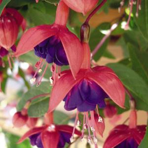 Fuchsia hybrid 'Dollar Princess' Upright Fuchsia from Moose Crossing Garden Center