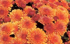 Chrysanthemum Garden Mum 'Cheryl Spicy' Garden Mum from Moose Crossing Garden Center