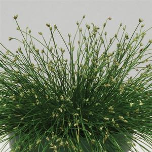 Isolepis 'Live Wire Color Grass' Fiber Optic Grass from Moose Crossing Garden Center