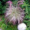 Pennisetum Xadvena 'Cherry Sparkler' Purple Fountain Grass from Moose Crossing Garden Center