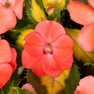 Impatiens hybrid 'Vigorous Tropical Salmon V/L' Sunpatiens from Moose Crossing Garden Center