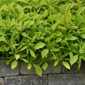 Ipomoea batatas 'Solar Power Lime' Sweet Potato Vine from Moose Crossing Garden Center