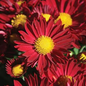 Chrysanthemum Garden Mum 'Edana' Garden Mum from Moose Crossing Garden Center