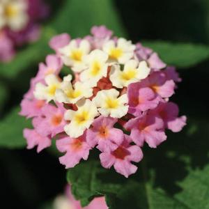 Lantana camara 'Landmark Rose Glow' Lantana from Moose Crossing Garden Center