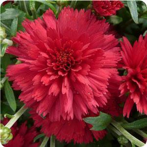 Chrysanthemum Garden Mum 'Flamingo Cranberry' Garden Mum from Moose Crossing Garden Center