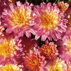 Chrysanthemum Garden Mum 'Flamingo Pineapple' Garden Mum from Moose Crossing Garden Center