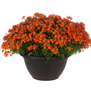 Nemesia hybrid 'Angelart Orange' Nemesia from Moose Crossing Garden Center