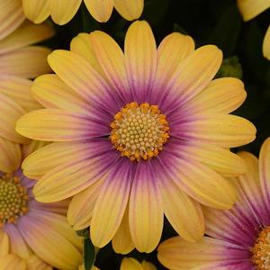Osteospermum ecklonis 'Blushing Beauty' African Daisy from Moose Crossing Garden Center