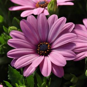 Osteospermum ecklonis 'Serenity Pink' African Daisy from Moose Crossing Garden Center