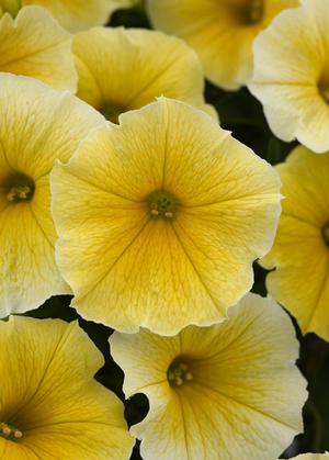 Petunia hybrid 'Bees Knees' Petunia from Moose Crossing Garden Center