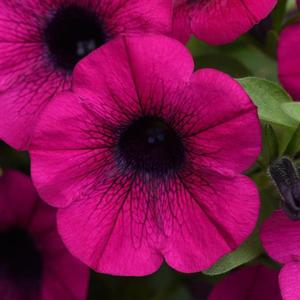 Petunia hybrid 'ColorRush Purple' Petunia from Moose Crossing Garden Center