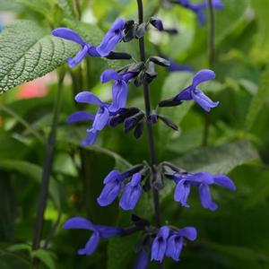 Salvia guaranitica 'Black & Bloom' Salvia from Moose Crossing Garden Center