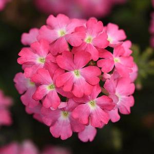 Verbena Firehouse 'Pink' Verbena from Moose Crossing Garden Center