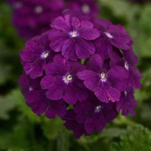 Verbena Firehouse 'Purple' Verbena from Moose Crossing Garden Center