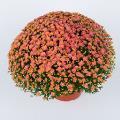 Chrysanthemum Garden Mum 'Jacqueline Peach Fusion' Garden Mum from Moose Crossing Garden Center