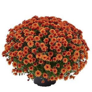 Chrysanthemum 'Morgana Orange' Garden Mum from Moose Crossing Garden Center