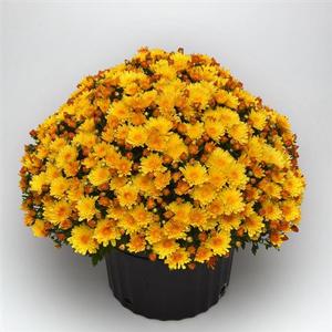 Chrysanthemum 'Sizzling Fire Yellow' Garden Mum from Moose Crossing Garden Center