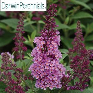 Buddleia davidii 'Chrysalis Pink' Butterfly Bush from Moose Crossing Garden Center