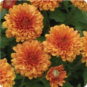 Chrysanthemum Garden Mum 'Katelli Bronze' Garden Mum from Moose Crossing Garden Center