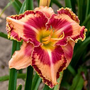Hemerocallis hybrid 'Rainbow Rhythm Lake of Fire' Daylily from Moose Crossing Garden Center