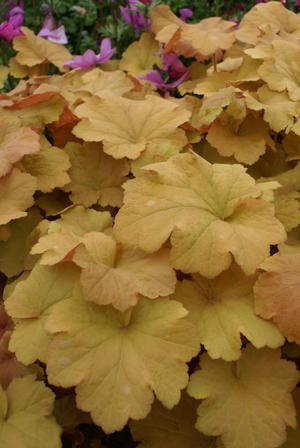 Heuchera hybrid 'Caramel' Coral Bells from Moose Crossing Garden Center
