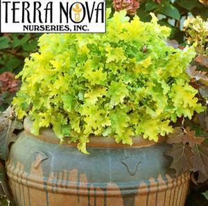 Heuchera hybrid 'Lime Marmalade' Coral Bells from Moose Crossing Garden Center