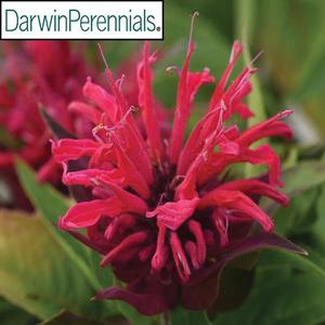Monarda BeeMine 'Red' Bee Balm from Moose Crossing Garden Center