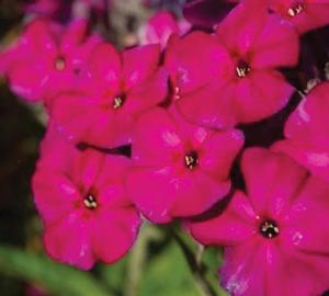 Phlox paniculata 'Famous Magenta' Garden Phlox from Moose Crossing Garden Center