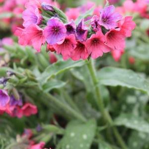 Pulmonaria 'Lisa Marie' Lungwort from Moose Crossing Garden Center