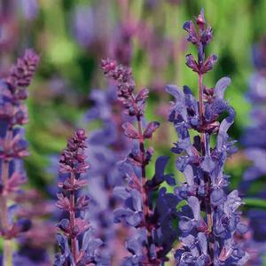 Salvia nemorosa 'Dark Matter' Meadow Sage from Moose Crossing Garden Center