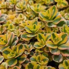Sedum Spurium 'What a Doozie' Stonecrop from Moose Crossing Garden Center