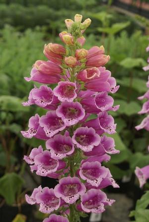 Digitalis purpurea 'Candy Mountain Rose' Foxglove from Moose Crossing Garden Center