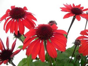 Echinacea purpurea 'Panama Red' Coneflower from Moose Crossing Garden Center