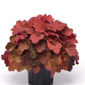 Heuchera hybrid 'Carnival Cinnamon Stick' Coral Bells from Moose Crossing Garden Center