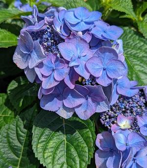 Hydrangea macrophylla 'Endless Summer® Pop Star™' Big Leaf Hydrangea from Moose Crossing Garden Center